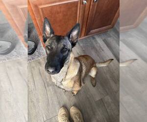 Mutt Dogs for adoption in Imlay City, MI, USA