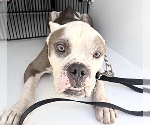 Bulldog-Unknown Mix Dogs for adoption in Houston, TX, USA