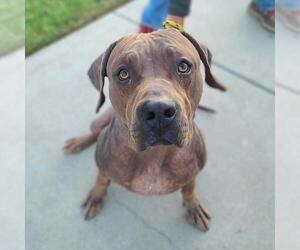 Mastiff-Unknown Mix Dogs for adoption in Long Beach, CA, USA