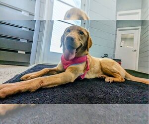 Labrador Retriever Dogs for adoption in Muskegon, MI, USA
