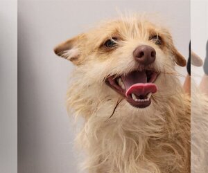 Chihuahua-Unknown Mix Dogs for adoption in Spring, TX, USA