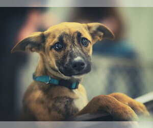 Mutt Dogs for adoption in Brooklyn Center, MN, USA