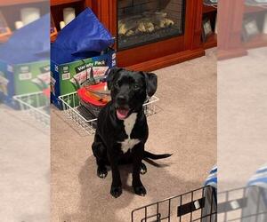 Bullboxer Pit Dogs for adoption in Clarkston, MI, USA