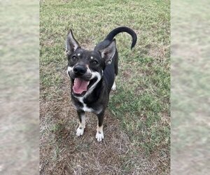 Siberian Husky-Unknown Mix Dogs for adoption in Corpus Christi, TX, USA