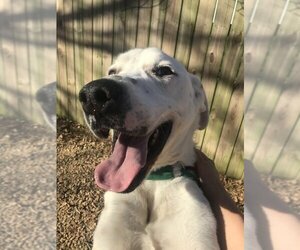 Mutt Dogs for adoption in Jackson, MS, USA