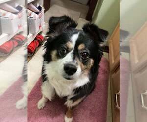 Australian Shepherd Dogs for adoption in Belleuve, NE, USA