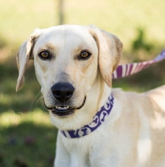 Labmaraner Dogs for adoption in Brownsboro, AL, USA
