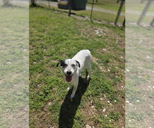 Mutt Dogs for adoption in Crandall, GA, USA