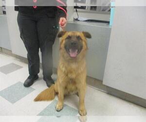 Chow Chow-Unknown Mix Dogs for adoption in Oklahoma City, OK, USA