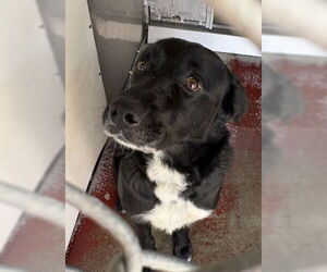 Greater Swiss Mountain Dog-Unknown Mix Dogs for adoption in Redlands, CA, USA