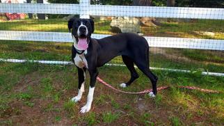 Great Dane Dogs for adoption in Dedham, MA, USA