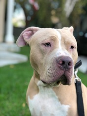 American Bulldog-Unknown Mix Dogs for adoption in Huntington Beach, CA, USA