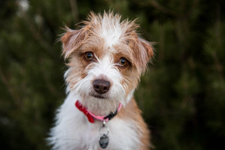 Mutt Dogs for adoption in Colorado Springs, CO, USA