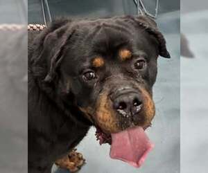 Rottweiler Dogs for adoption in Hillsboro, NH, USA