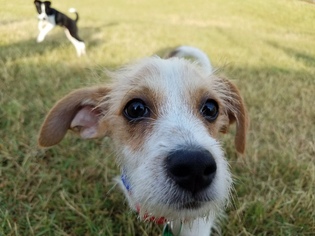 Jack Russell Terrier Dogs for adoption in Nashville, TN, USA