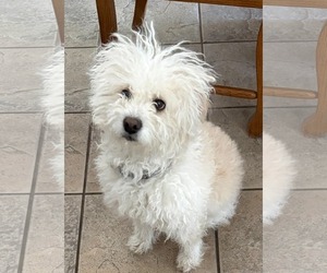Maltese Dogs for adoption in Sandy, UT, USA