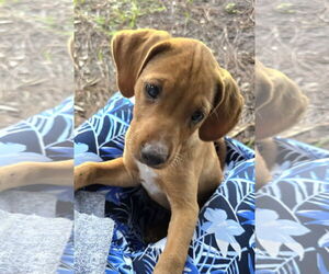 Medium Photo #1 Mutt Puppy For Sale in Royal Palm Beach, FL, USA