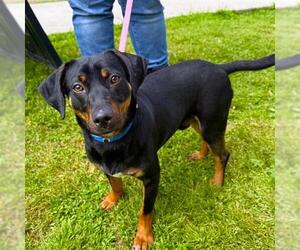 Dachshund-Unknown Mix Dogs for adoption in Long Beach, CA, USA