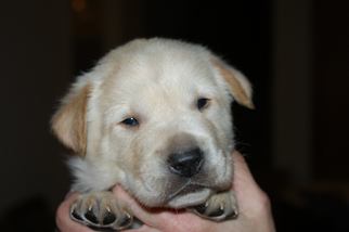 Labrador Retriever Dogs for adoption in Machesney Park, IL, USA