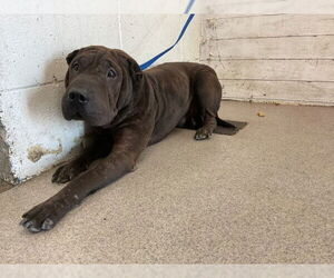 Chinese Shar-Pei Dogs for adoption in San Bernardino, CA, USA