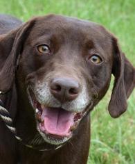 Weimaraner Dogs for adoption in Nashville, IN, USA