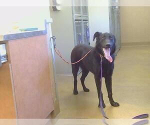 Labrador Retriever-Unknown Mix Dogs for adoption in Sacramento, CA, USA