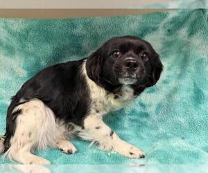 Tibetan Terrier Dogs for adoption in HESPERIA, CA, USA