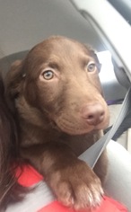 Labmaraner Dogs for adoption in Nashville, TN, USA