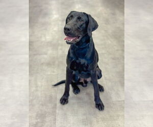 Labrador Retriever Dogs for adoption in PIPE CREEK, TX, USA