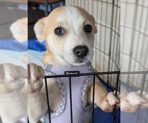 Retriever -Unknown Mix Dogs for adoption in Holly Springs, NC, USA