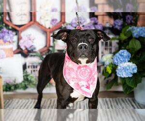 American Pit Bull Terrier-Unknown Mix Dogs for adoption in Minneapolis, MN, USA