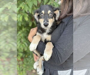 Mutt Dogs for adoption in St. Louis Park, MN, USA