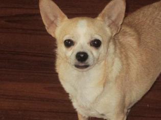 Chihuahua Dogs for adoption in Centreville, VA, USA