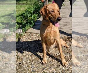 Golden Retriever Dogs for adoption in Fargo, ND, USA