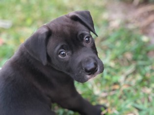 Labmaraner Dogs for adoption in Royal Palm Beach, FL, USA
