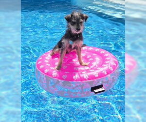 Miniature Pinscher-Unknown Mix Dogs for adoption in Oakhurst, NJ, USA