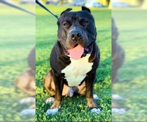 American Pit Bull Terrier Dogs for adoption in Ventura, CA, USA