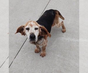 Bagle Hound Dogs for adoption in Maquoketa, IA, USA