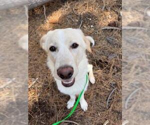 Golden Retriever-Unknown Mix Dogs for adoption in South Lake Tahoe, CA, USA