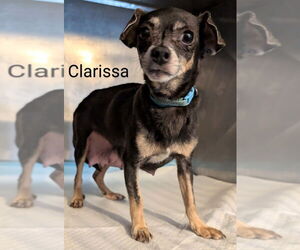 Chihuahua Dogs for adoption in San Bernardino, CA, USA