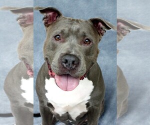 American Pit Bull Terrier Dogs for adoption in COLUMBIA, MD, USA
