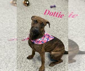 Plott Hound Dogs for adoption in Kendallville, IN, USA