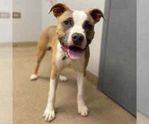 American Bulldog Dogs for adoption in Aurora, CO, USA