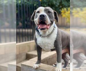 Bullypit Dogs for adoption in Redlands, CA, USA