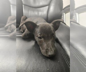 Labrador Retriever-Unknown Mix Dogs for adoption in Corpus Christi, TX, USA