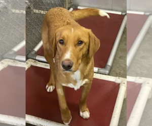 Golden Labrador Dogs for adoption in Unionville, PA, USA