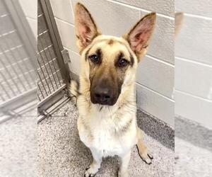 German Shepherd Dog Dogs for adoption in Houston, TX, USA