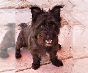 Cairn Terrier Dogs for adoption in Redondo Beach, CA, USA