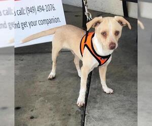 Italian Greyhuahua Dogs for adoption in Mission Viejo, CA, USA