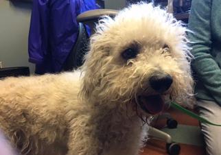 Poodle (Standard) Dogs for adoption in Rancho Cucamonga, CA, USA